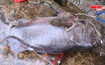 Ngư dân Phú Quốc câu được cá mú nặng hơn 55kg