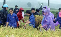 Hàng ngàn đoàn viên thanh niên Thanh Hóa giúp dân gặt lúa chạy lụt