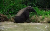 Sơn La: Dân hoang mang khi voi rừng xuống bản tắm ao