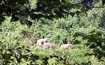 Lập khu bảo tồn chuyên về voi đầu tiên Việt Nam