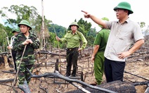 Cận cảnh vụ phá rừng phòng hộ quy mô lớn ở Quảng Nam