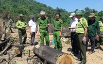 Thủ tướng yêu cầu Bình Định báo cáo vụ phá rừng ở An Lão