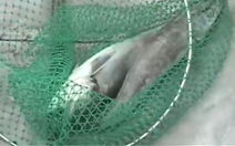 Cá chết hàng loạt tại vùng biển Lăng Cô
