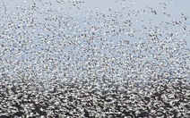 Ngỗng bay rợp trắng trời mây