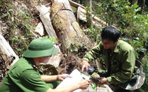 Nghệ An kiểm tra vụ phá rừng trong Vườn quốc gia Pù Mát
