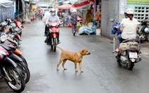 Không đeo rọ mõm cho chó bị phạt đến 800 ngàn đồng