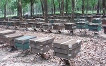 Châu Âu là thị trường hứa hẹn của mật ong Việt Nam