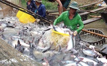 Giá cá tra và tôm tăng mạnh theo hướng có lợi cho người nuôi