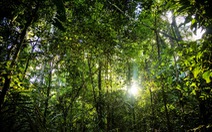 Phát hiện hơn 380 loài sinh vật mới tại rừng nhiệt đới Amazon