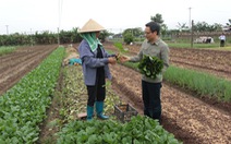 Sớm xóa bỏ 'rau hai luống, lợn hai chuồng'