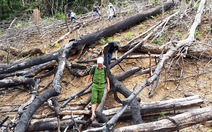 Khởi tố vụ phá rừng phòng hộ với quy mô lớn ở Quảng Nam