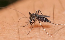 Mỹ đầu tư 100 triệu USD vào công nghệ gen diệt muỗi gây sốt rét