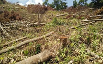 10 năm Việt Nam mất 1,7 triệu ha rừng phòng hộ