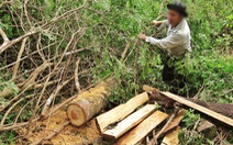 Sẽ kỷ luật cán bộ để 'tan nát rừng đầu nguồn' Lào Cai, Yên Bái