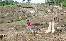 Chiếm dụng đất rừng trái phép, nhiều cán bộ Đắk Nông bị kỷ luật