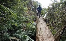 Khởi tố thêm hai kiểm lâm vụ phá rừng pơmu ở Nghệ An