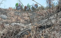 Huyện kỷ luật nhẹ cán bộ để mất rừng, tỉnh bắt làm lại
