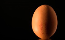 Gà đẻ trứng có thuốc trị ung thư