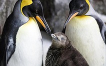 Cặp đôi chim cánh cụt đồng tính gây 'sốt' tại Úc