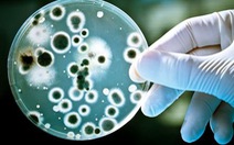 Khi nấu, vi khuẩn staphylococcus bị diệt, nhưng độc tố thì không