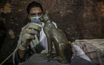 Tìm thấy hàng chục xác ướp mèo 6.000 năm tuổi ở Ai Cập