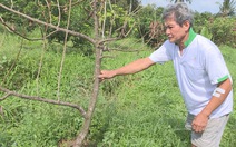 Nông dân rớt nước mắt vì hàng loạt vườn cây chôm chôm bị phá hoại