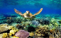 Phú Quốc khởi tố 2 vụ nuôi nhốt rùa biển