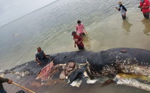 Cá nhà táng chết dạt vào bờ với 5,9kg rác nhựa trong bụng