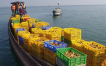 Bắt thuyền chở 50.000 gà giống từ Trung Quốc về Việt Nam