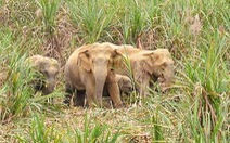 Bốn con voi rừng xuất hiện ở Anh Sơn, Nghệ An