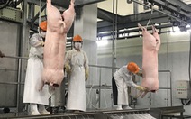 Cơ hội xuất khẩu tỉ USD thịt heo sang Trung Quốc