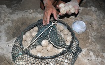 Ai đã “gom” 116 trứng vích ở Côn Đảo?