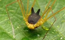 Phát hiện 'quái vật' nhện đầu chó trong rừng rậm