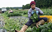 Lao động Việt Nam tại Nhật có thể nhận nhiều ưu đãi