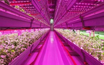Công nghệ trồng rau bằng đèn LED thay ánh mặt trời