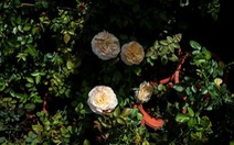 Hơn 200 giống hoa hồng ngoại phục vụ Tết 2019