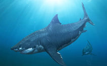 Siêu cá mập Megalodon tuyệt chủng vì ung thư?