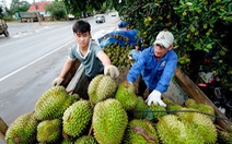 Nông sản Việt Nam sang Trung Quốc gặp khó