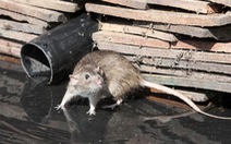 5 người thiệt mạng vì dịch bệnh nguy hiểm lây từ chuột bùng phát