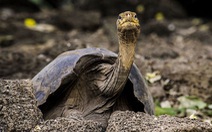 Phát hiện bí quyết sống lâu của con rùa 100 tuổi