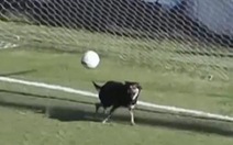 Video 'pha cứu thua ngoạn mục' của chú chó mực ở Argentina