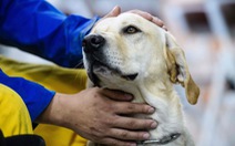 Chó cứu hộ cứu được người mắc kẹt sau 15 giờ tại Đài Loan
