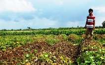 Nhiều ruộng khoai lang ở Vĩnh Long bị phun thuốc diệt cỏ phá hoại