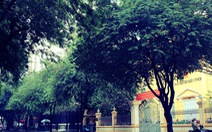 Những con đường rợp bóng cây cổ thụ ở Sài Gòn