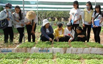Dạy trò trồng rau hữu cơ theo chuẩn Nhật Bản