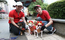 Lễ hội cún cưng mừng tết Mậu Tuất tại Singapore