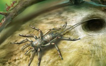 Kinh ngạc nhện có đuôi dài như bò cạp