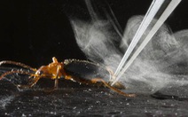 Loài bọ bị kẻ thù nuốt vẫn thoát nhờ vũ khí đặc biệt