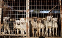 Olympic và chuyện bán thịt chó ở Hàn Quốc