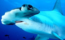 Săn cá mập lấy vi cá: tội ác thầm lặng